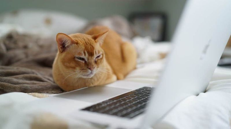 Cat TV/YouTube Channels