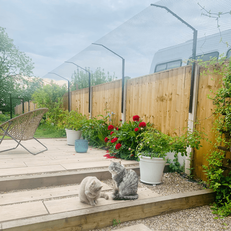 Install Cat-Proof Fencing