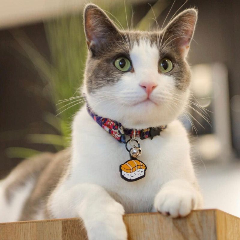 Install a Collar Tag