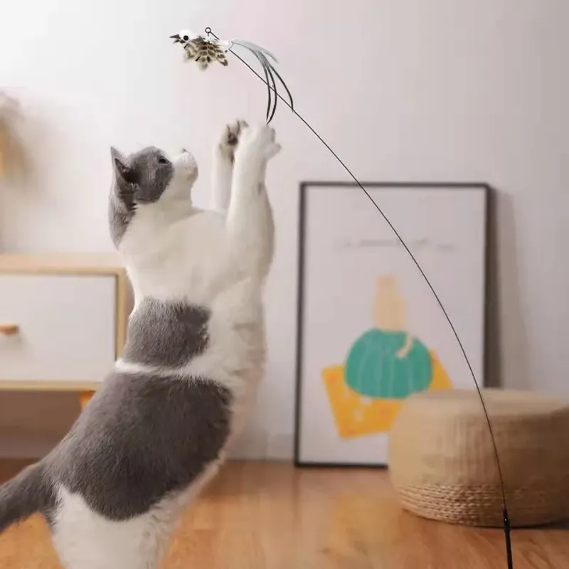 Interactive Play Sessions