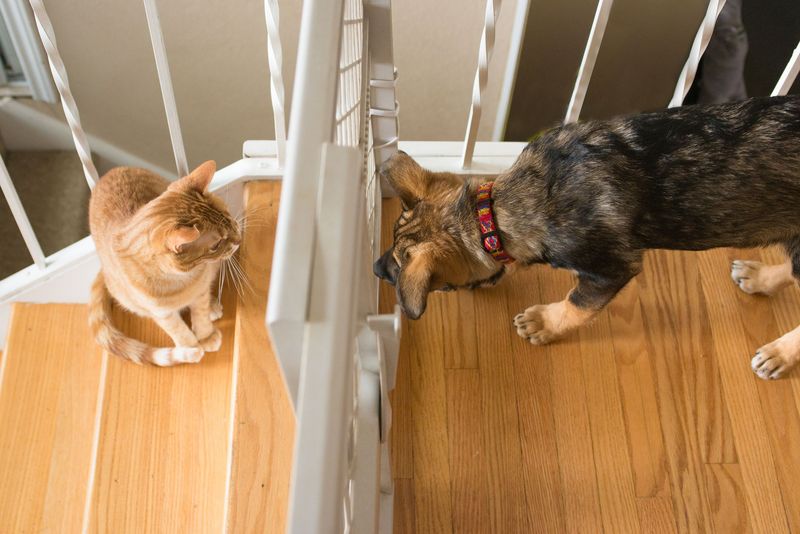 Introduce New Pets Gradually