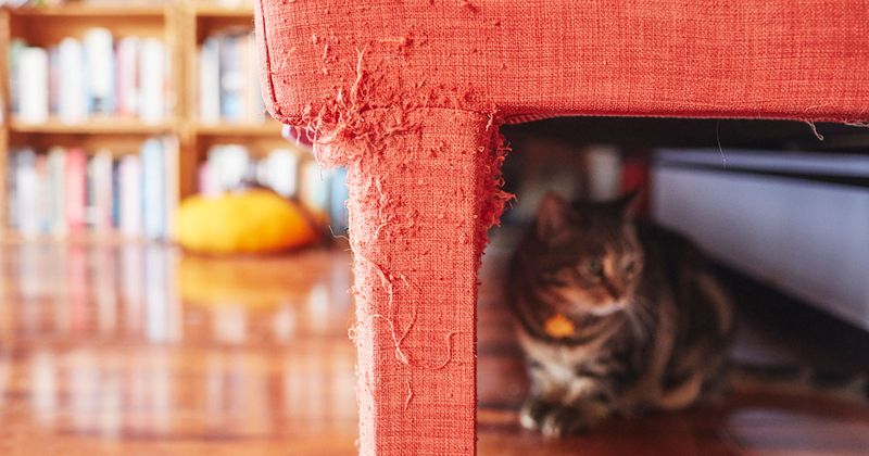 Scratching Furniture