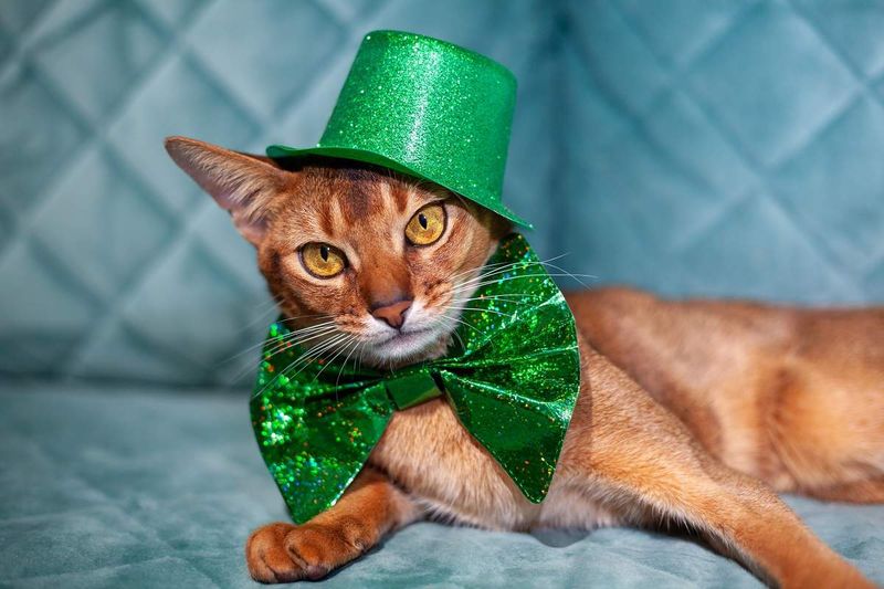 Ireland's Lucky Cats