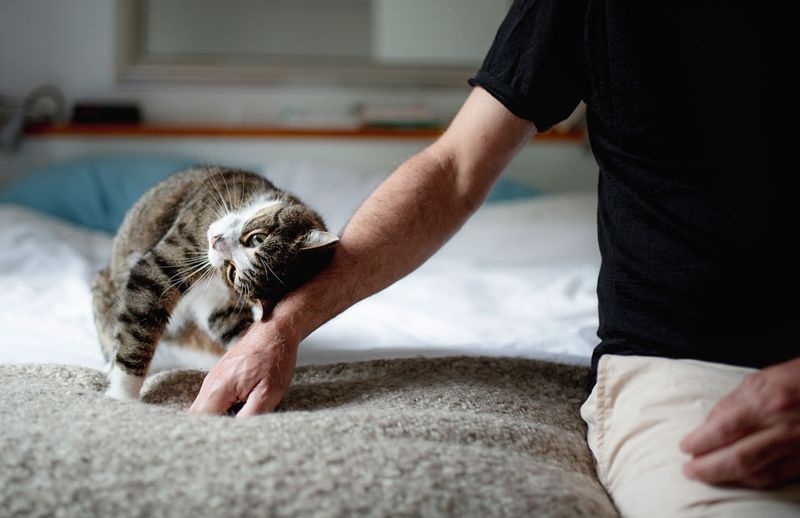 Let the Cat Initiate Contact