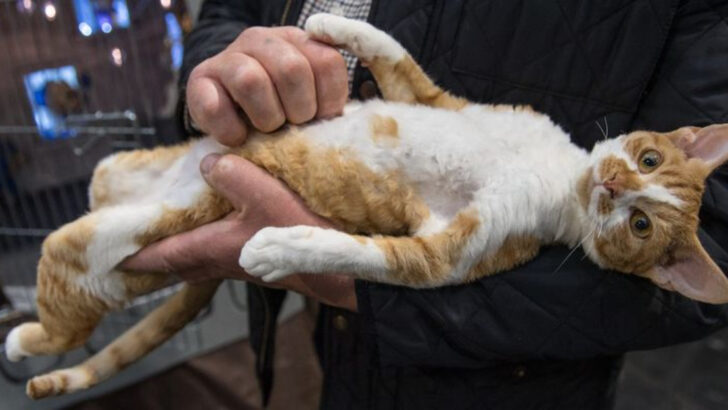 Is There a Wrong Way to Pet a Cat? 4 Do’s & 4 Don’ts Every Cat Owner Should Know