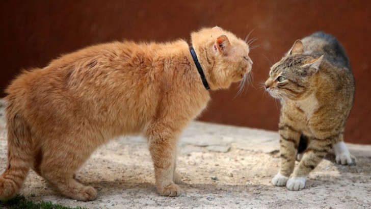 Is Your Cat a Bully? 8 Ways to Put an End to It!