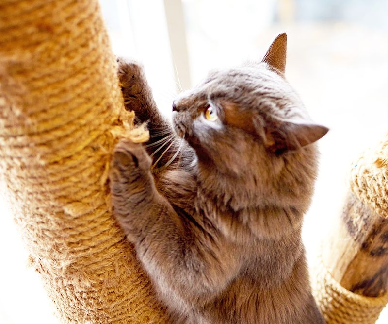 Scratching Is a Natural and Healthy Behavior