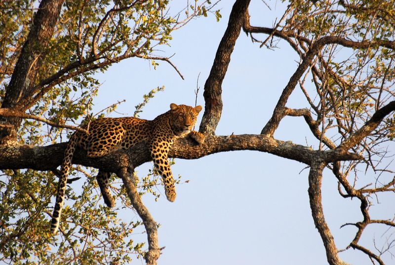 Leopard (Panthera pardus)