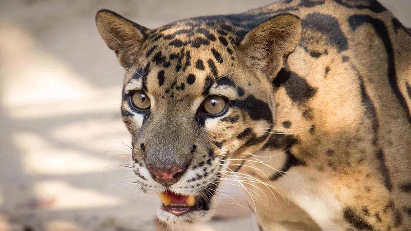 Clouded Leopard (Neofelis nebulosa)
