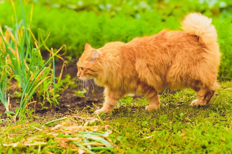Kurilian Bobtail