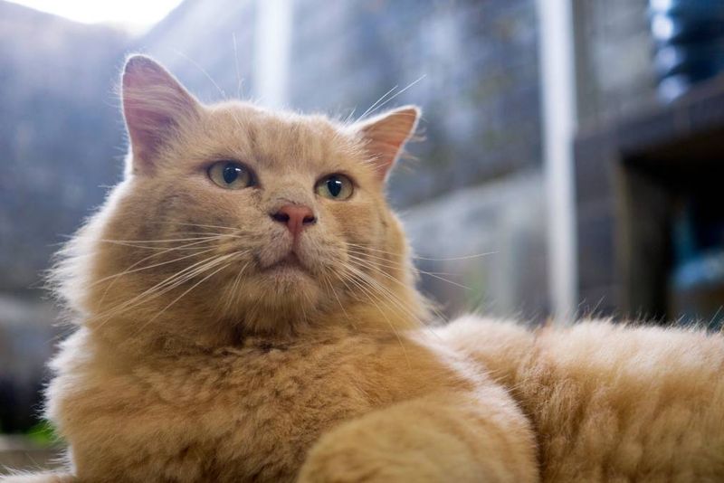Turkish Angora (Turkey)