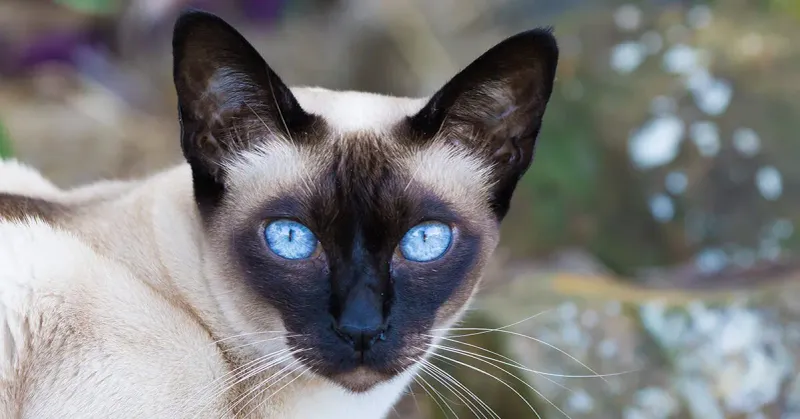 Tonkinese