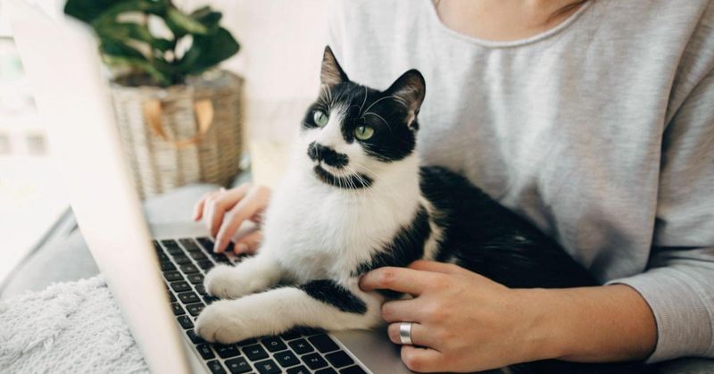 Discuss Next Steps with the Veterinarian