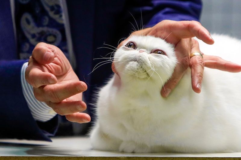 Cats Get Judged in Different Categories