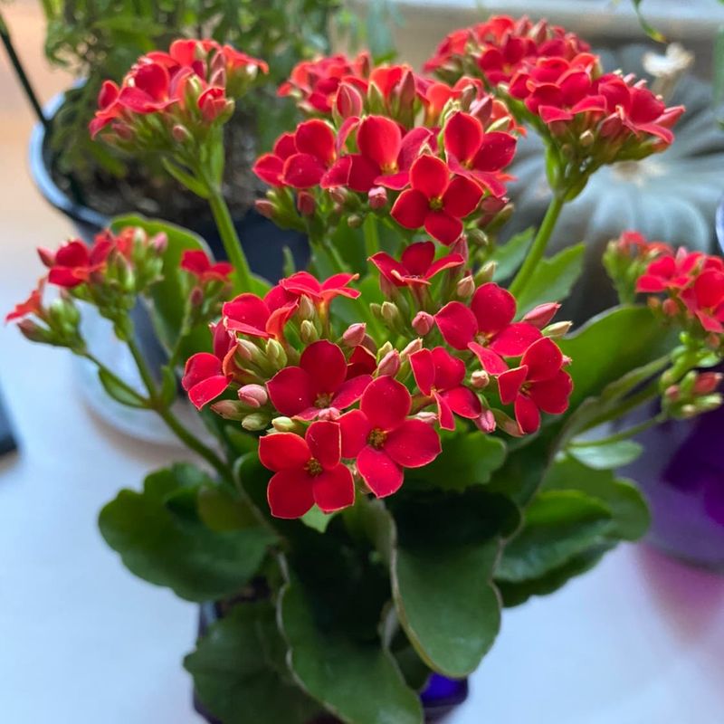 Kalanchoe