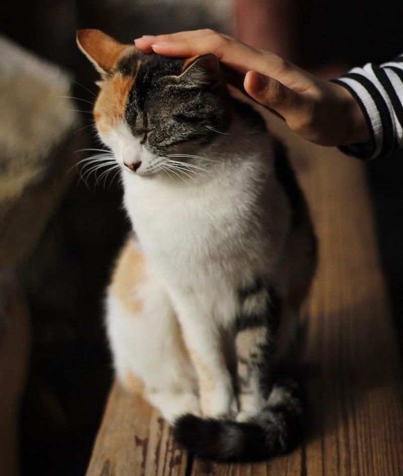 Keep Multiple Litter Boxes Clean