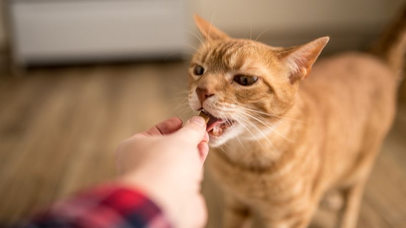 Finish with Treats or Playtime