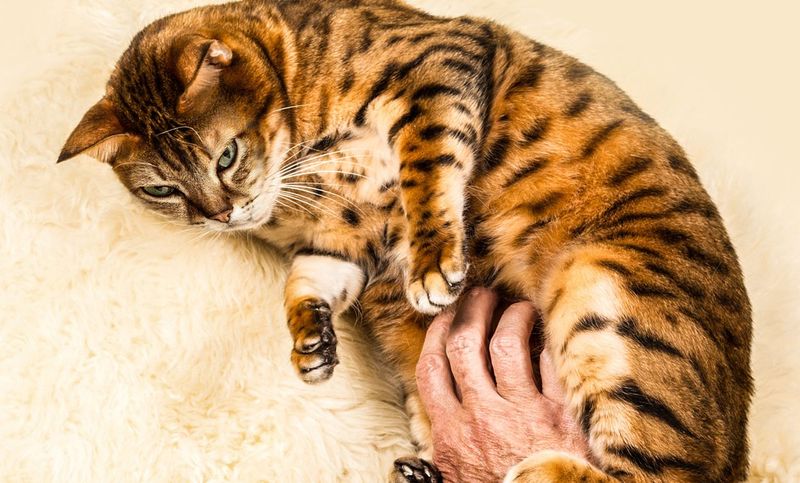 Don’t Touch the Belly (Usually)