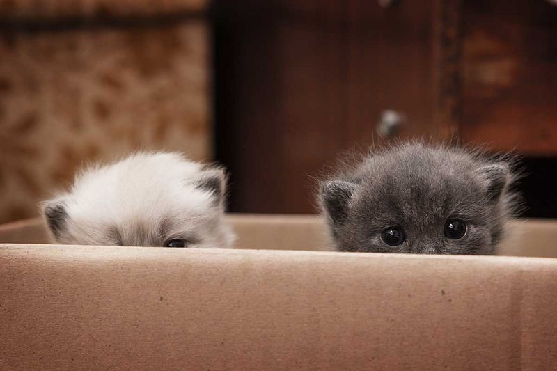 Give Them Safe Places to Hide