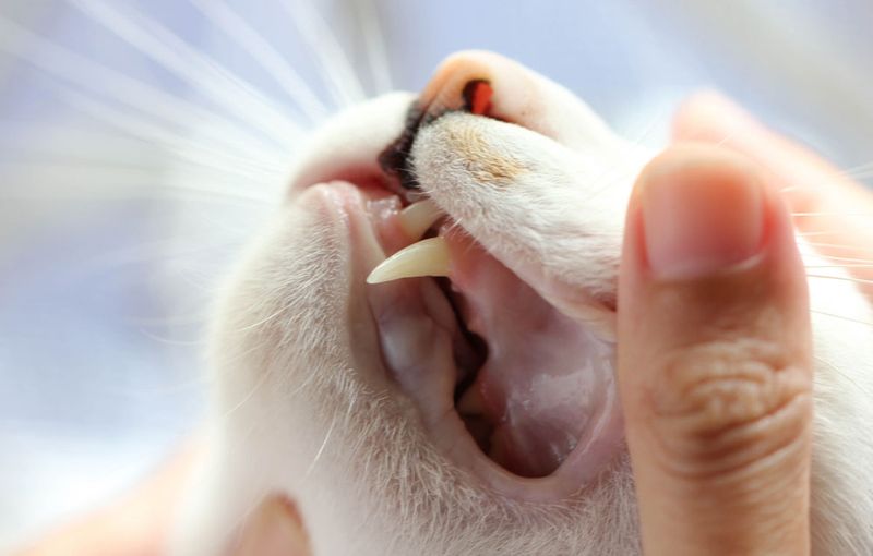 Keep Their Mouth Clean (Without Brushing)