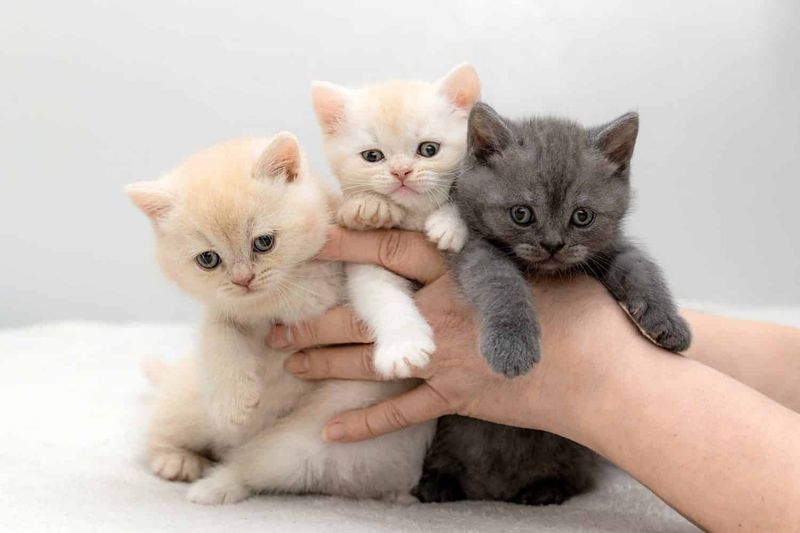 Groom and Handle Each Kitten Equally