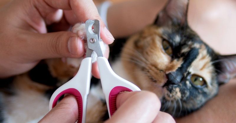 Trim Those Claws