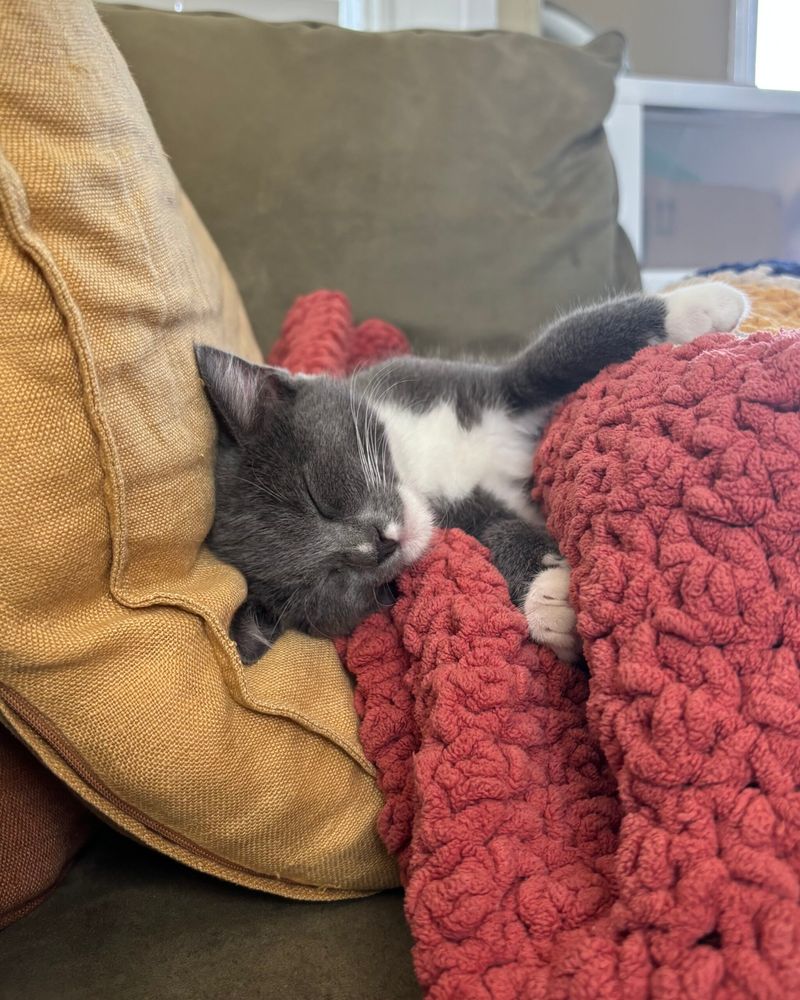 Keep a Favorite Blanket or Toy Nearby