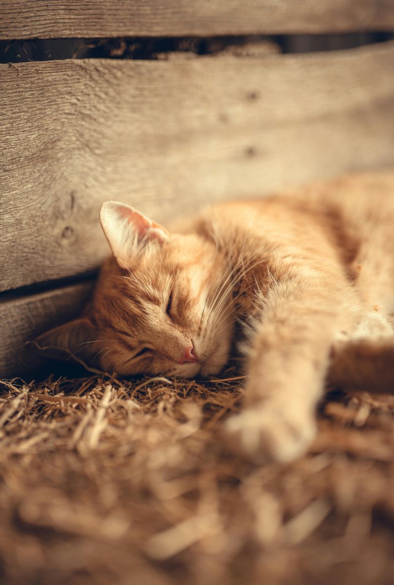 Use Flea and Tick Prevention