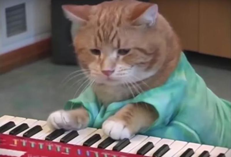 Keyboard Cat