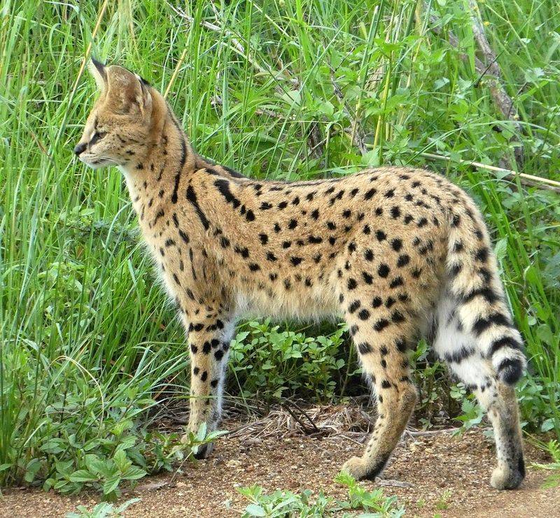 African Serval Cats