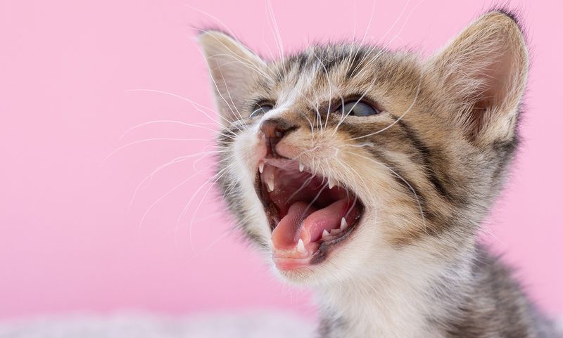 Kittens Have 26 Baby Teeth
