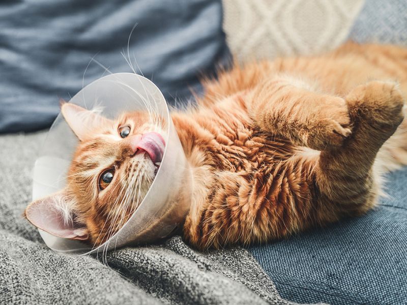 Neutering/Spaying Can Slightly Influence Growth