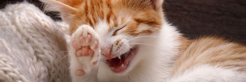 Teething Can Make Kittens Cranky