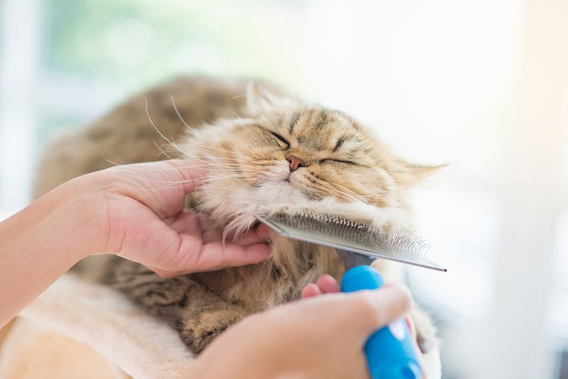 Grooming Themselves Around You