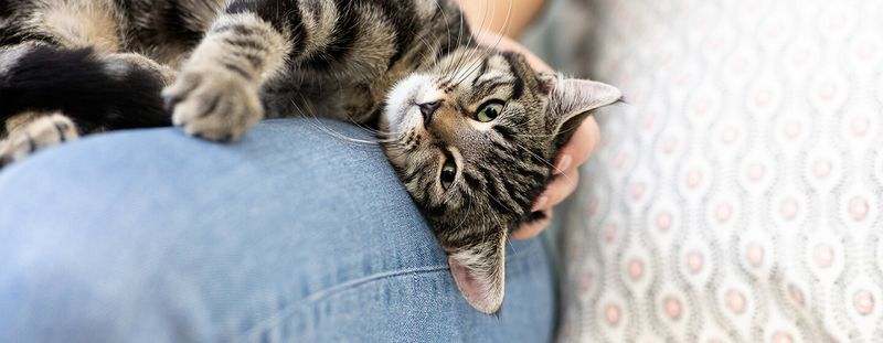 Kneading with Claws