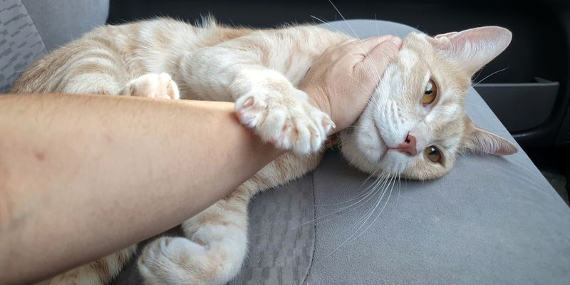 Kneading with Paws