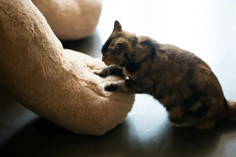 Kneading