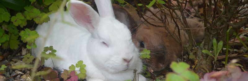 Choose the Right Rabbit
