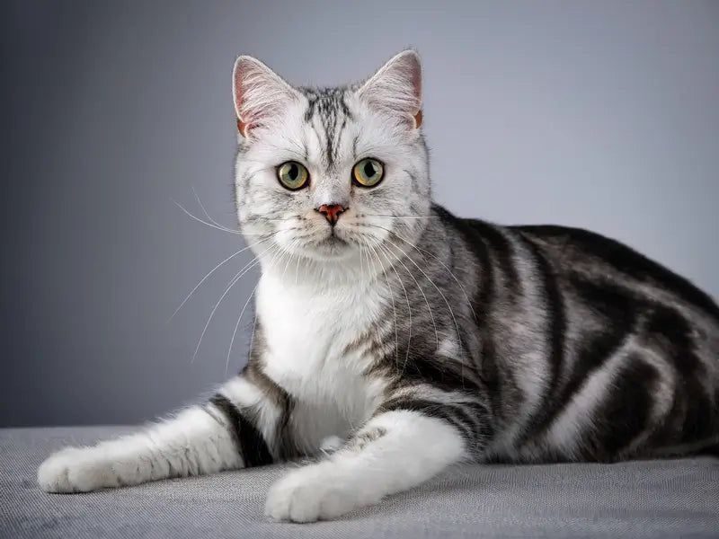 American Wirehair