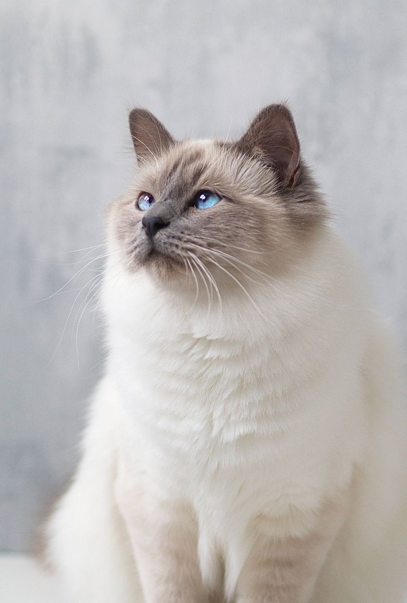 Birman (Myanmar/France)