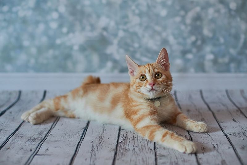 American Bobtail
