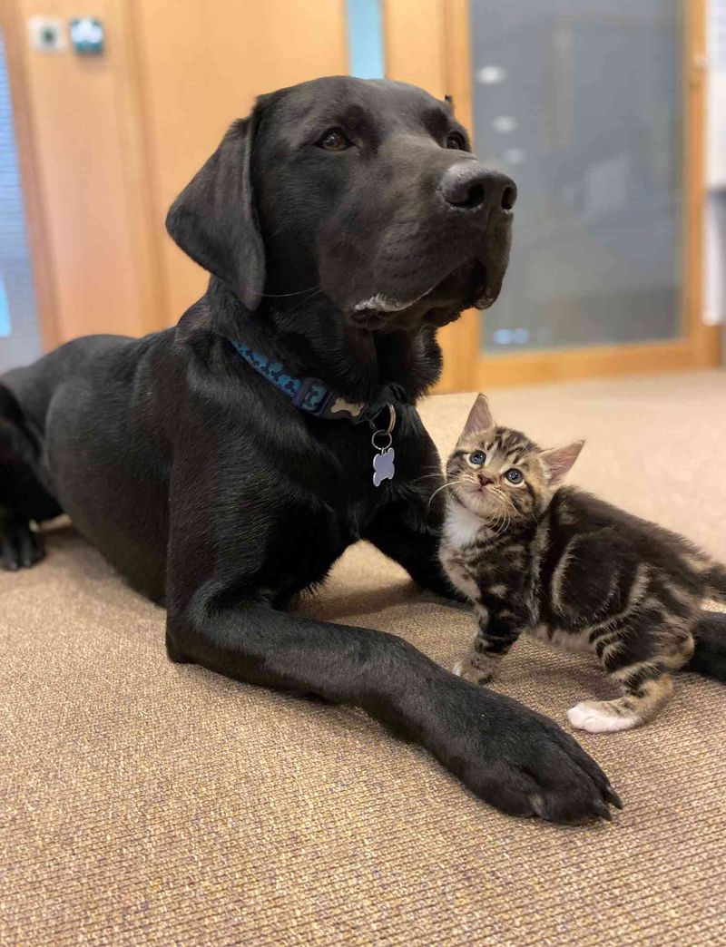 Labrador Retriever