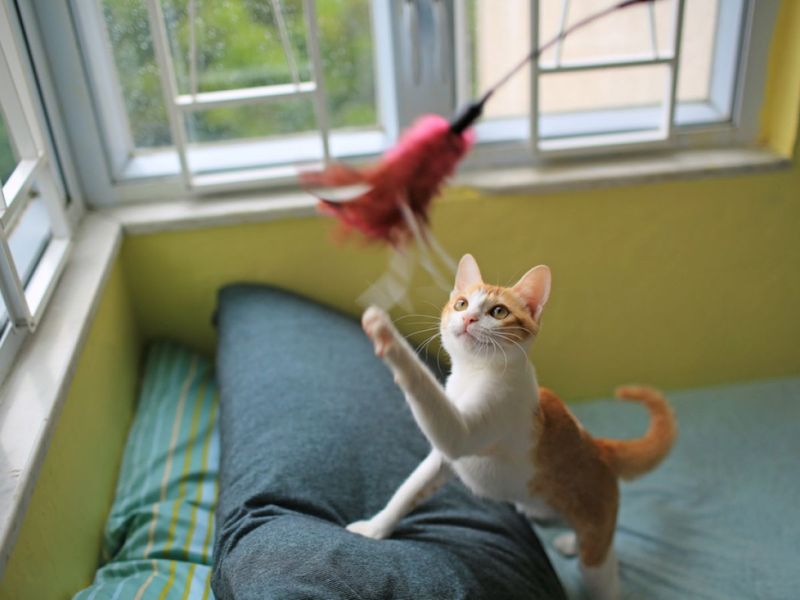 Lack of Stimulation or Play