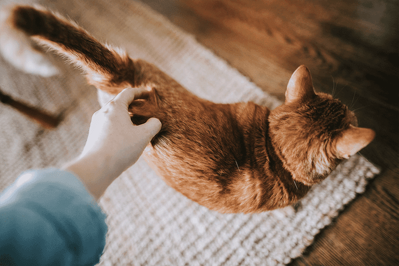 Learn Cat Signals