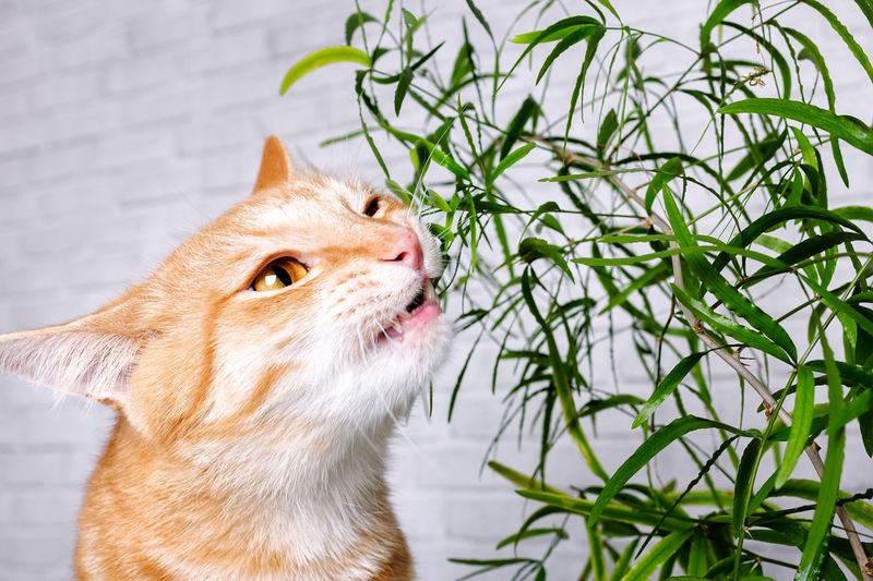 Leaving Out Unsafe Food or Plants