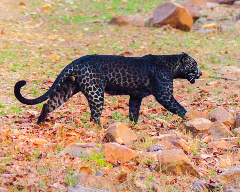 Black Panthers Are a Separate Species