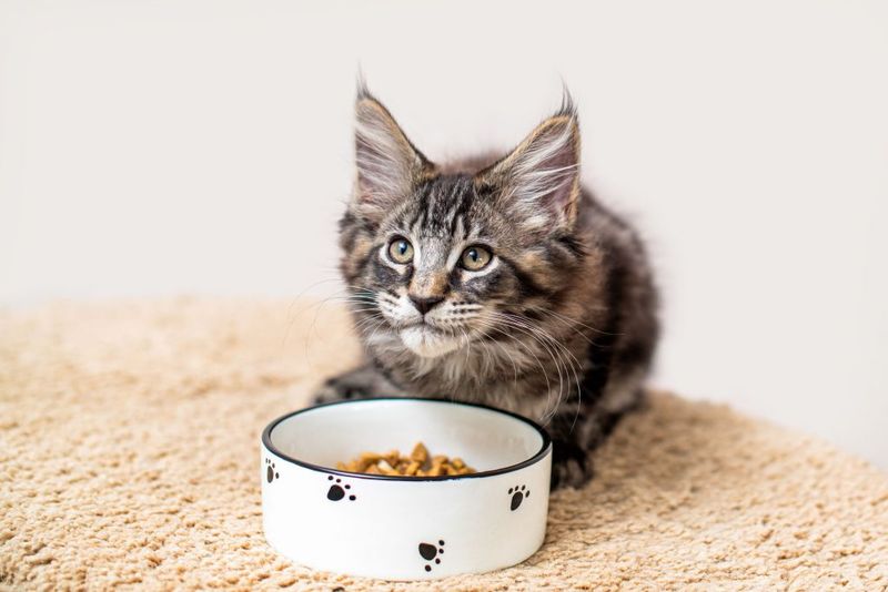 Prepare Pet-Friendly Treats & Drinks