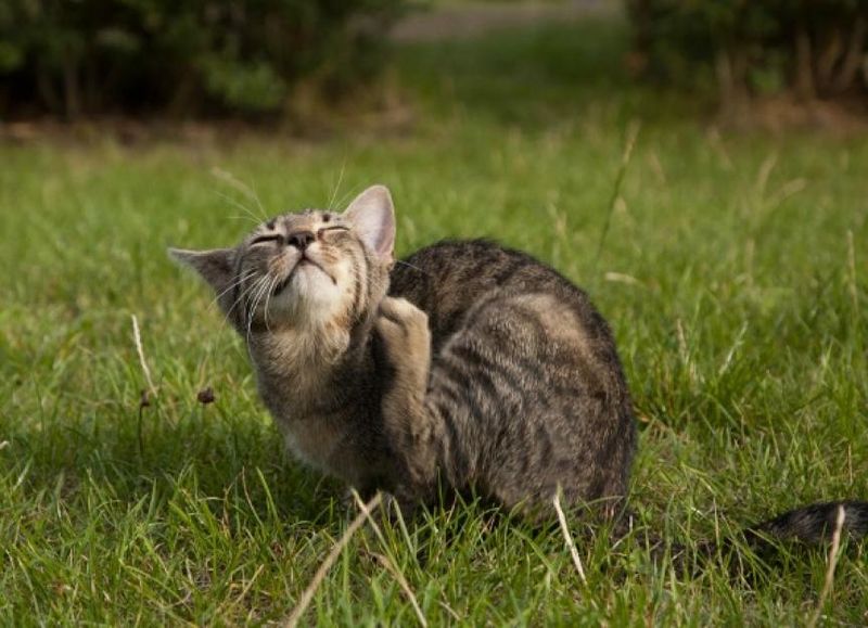 Excessive Scratching or Biting