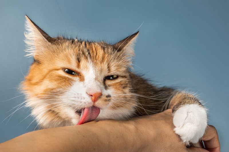 Licking