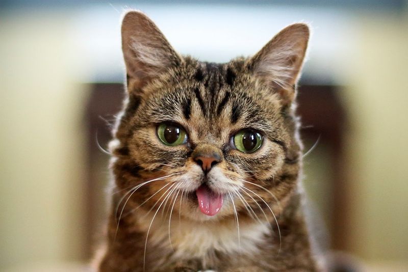 Lil Bub